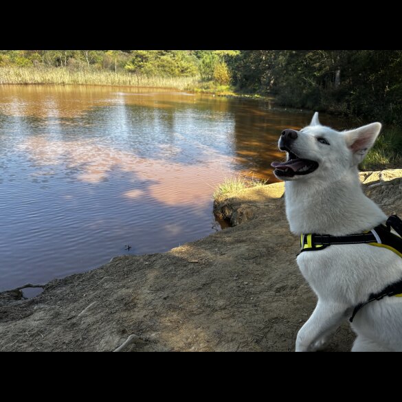 Siberian Husky - Bitches