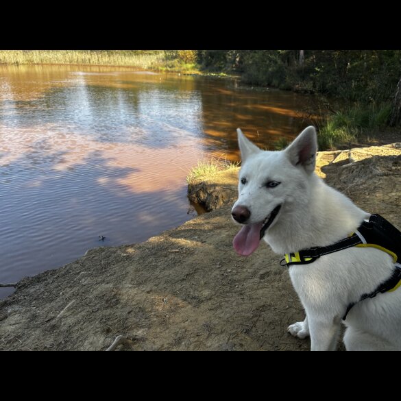 Siberian Husky - Bitches