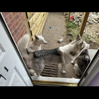 Siberian Husky - Bitches