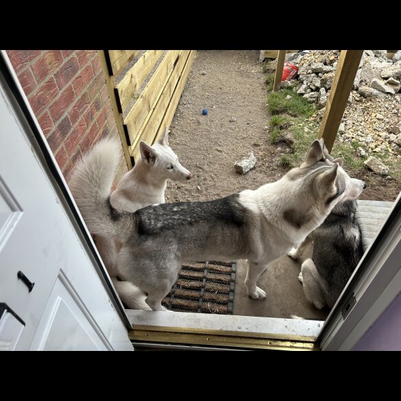 Siberian Husky - Bitches