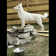 Siberian Husky - Bitches