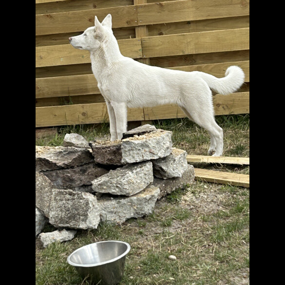 Siberian Husky - Bitches
