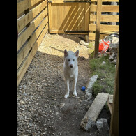 Siberian Husky - Bitches