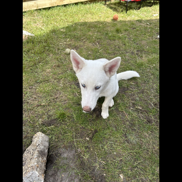 Siberian Husky - Bitches