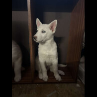 Siberian Husky - Bitches