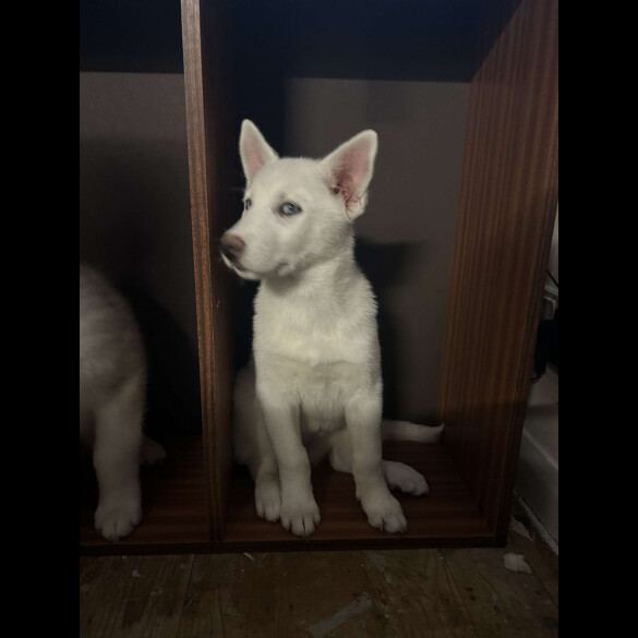 Siberian Husky - Bitches