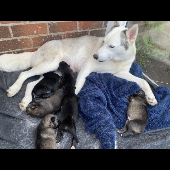 Siberian Husky - Bitches