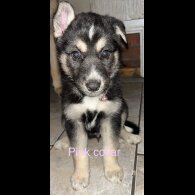 Siberian Husky - Bitches