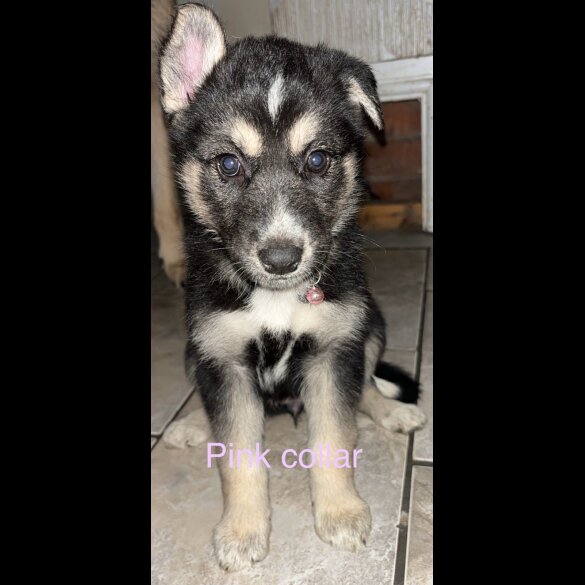 Siberian Husky - Bitches