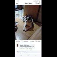 Siberian Husky - Bitches