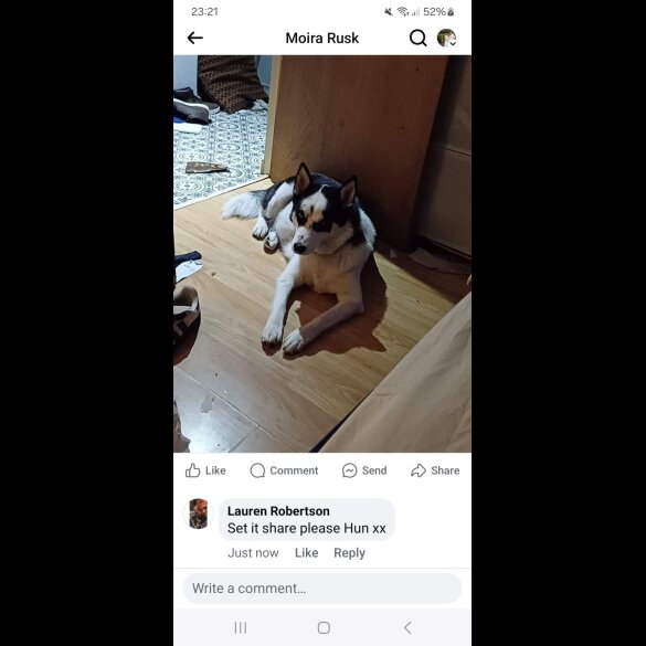Siberian Husky - Bitches