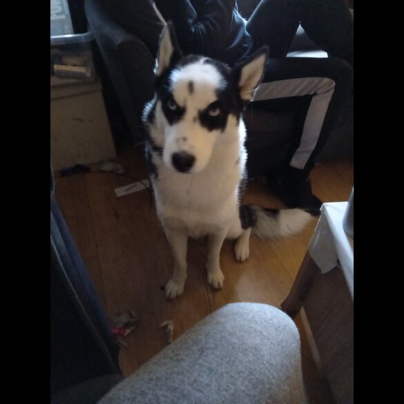 Siberian Husky - Bitches