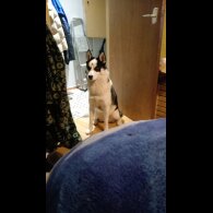 Siberian Husky - Bitches