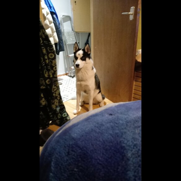Siberian Husky - Bitches