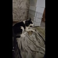 Siberian Husky - Bitches