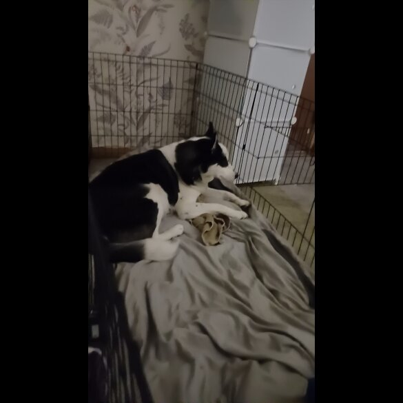 Siberian Husky - Bitches