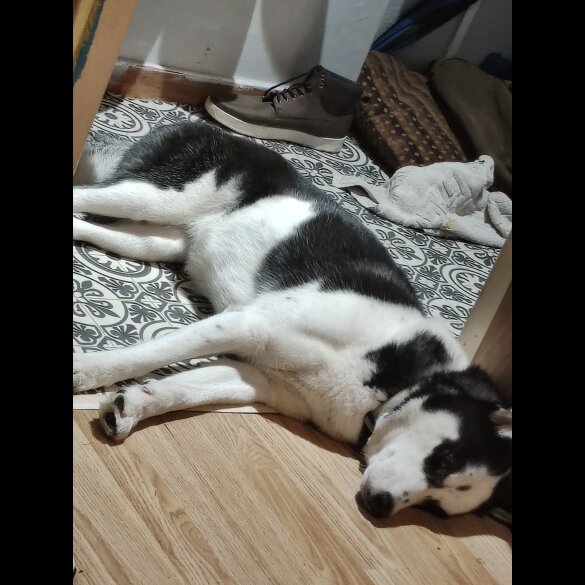 Siberian Husky - Bitches