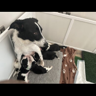Mixed Breed - Bitches