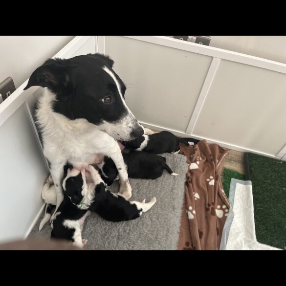 Mixed Breed - Bitches