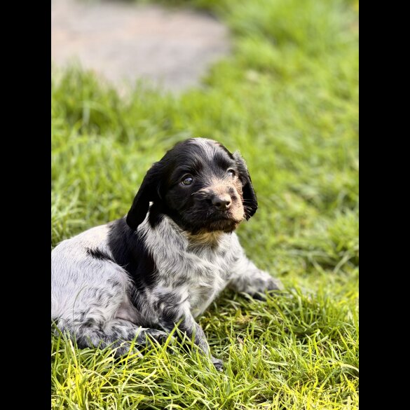 Sprocker Spaniel - Both