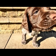 Sprocker Spaniel - Both