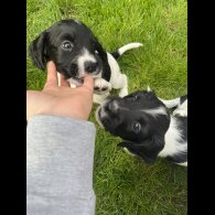 Sprocker Spaniel - Dogs
