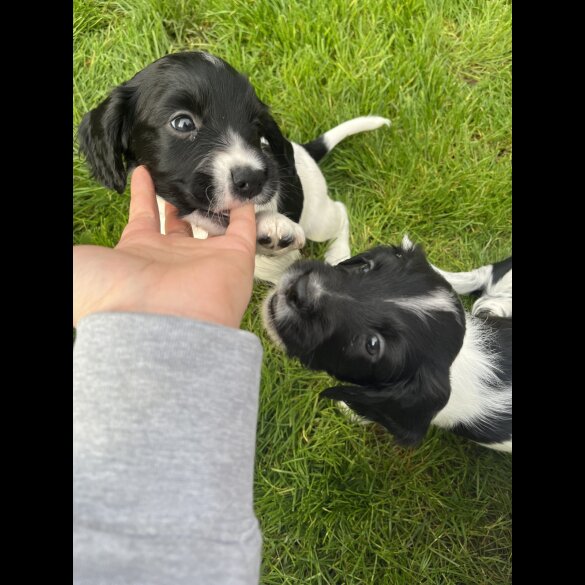 Sprocker Spaniel - Dogs