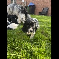 Sprocker Spaniel - Dogs