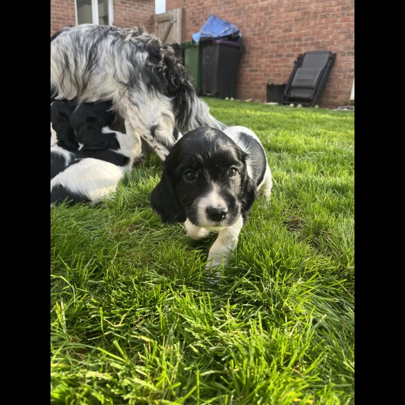 Sprocker Spaniel - Dogs