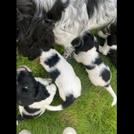 Sprocker Spaniel - Dogs