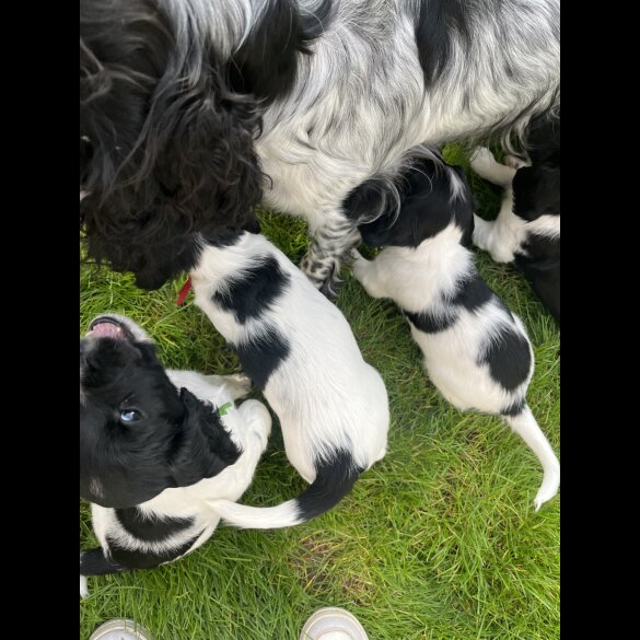 Sprocker Spaniel - Dogs