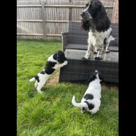 Sprocker Spaniel - Dogs