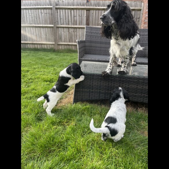 Sprocker Spaniel - Dogs