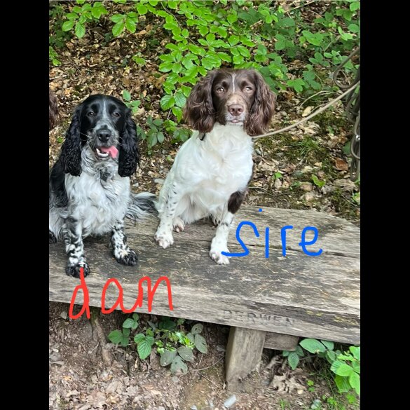 Sprocker Spaniel - Dogs