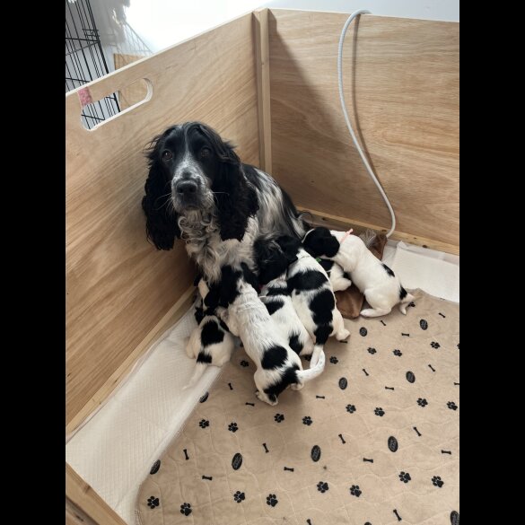 Sprocker Spaniel - Dogs