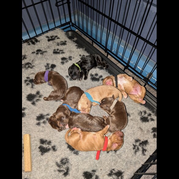 Sprocker Spaniel - Both