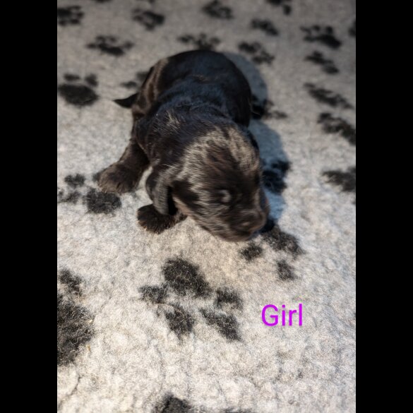 Sprocker Spaniel - Both