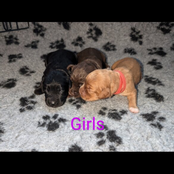 Sprocker Spaniel - Both