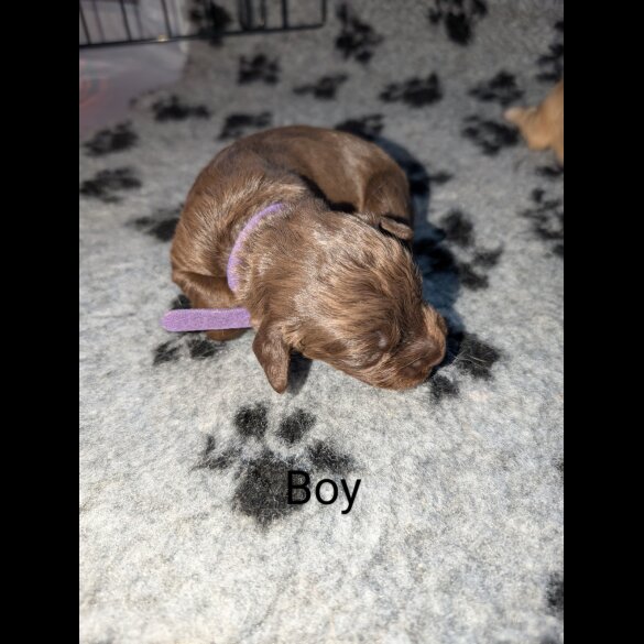Sprocker Spaniel - Both