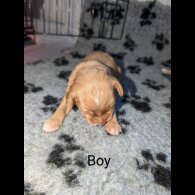 Sprocker Spaniel - Both