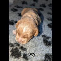 Sprocker Spaniel - Both