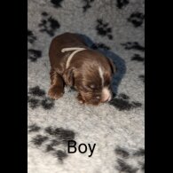 Sprocker Spaniel - Both