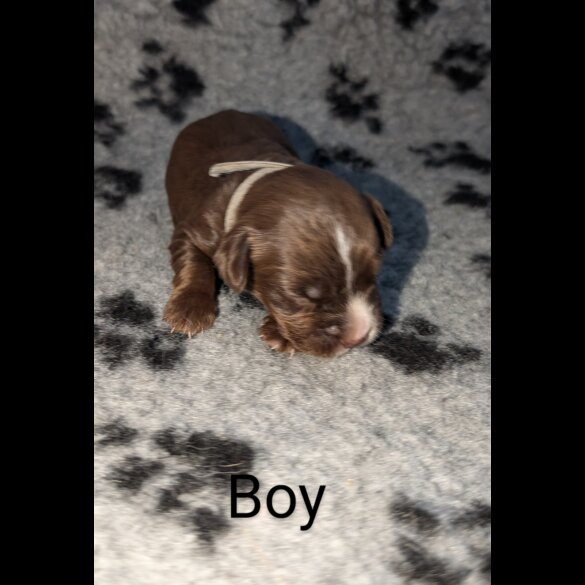 Sprocker Spaniel - Both