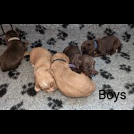 Sprocker Spaniel - Both