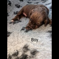 Sprocker Spaniel - Both