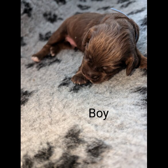 Sprocker Spaniel - Both
