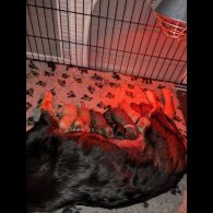Sprocker Spaniel - Both