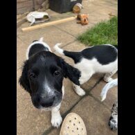 Sprocker Spaniel - Dogs