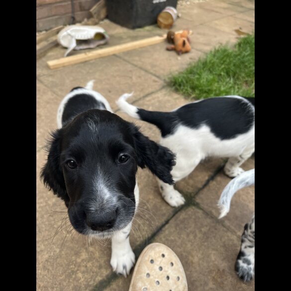 Sprocker Spaniel - Dogs
