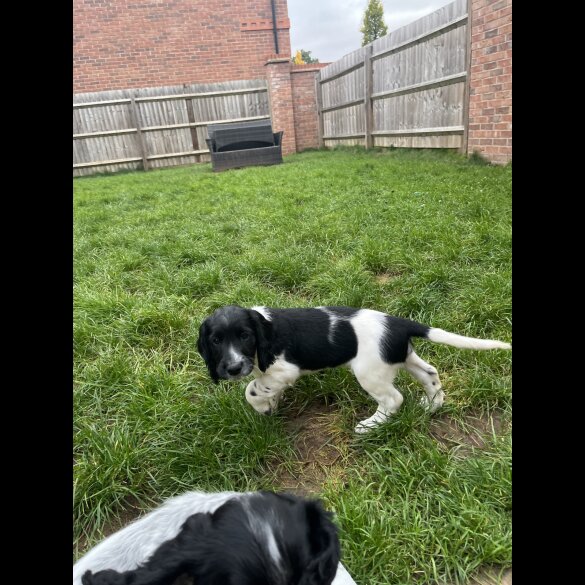 Sprocker Spaniel - Dogs